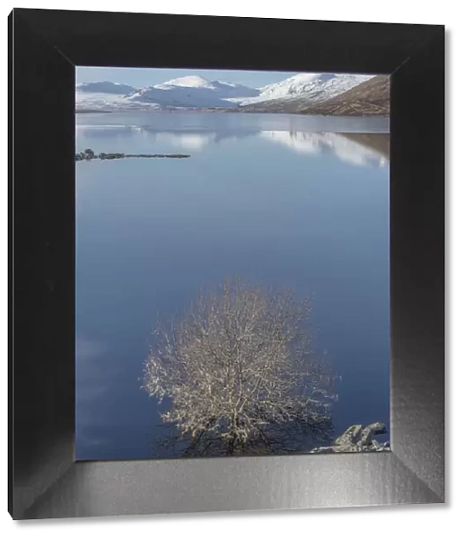 Blue loch. Scottish Loch with tree and reflections of snowy mountains