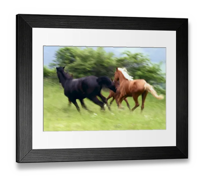 Framed Print : animals, czech, daylight, daytime, equidae, exterior, exteriors, fauna, gallop, galloping Framed Print : animals, czech, daylight, daytime, equidae, exterior, exteriors, fauna, gallop, galloping