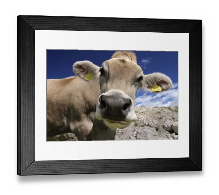 Framed Print : alps, animals, bovinae, bovine, bovines, daylight, daytime, di, dolomiti, even, even-toed Framed Print : alps, animals, bovinae, bovine, bovines, daylight, daytime, di, dolomiti, even, even-toed