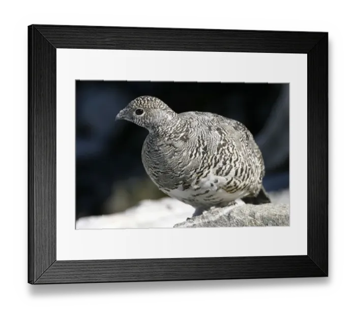 Framed Print : animals, area, birds, conservation, daylight, daytime, european, exterior, exteriors