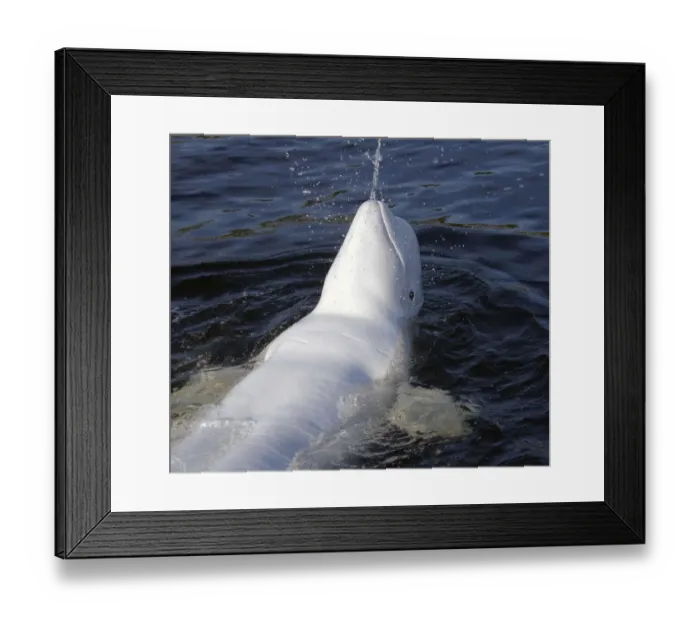 Framed Print : animals, aquatic, beluga, daylight, daytime, delphinapterus, exterior, exteriors