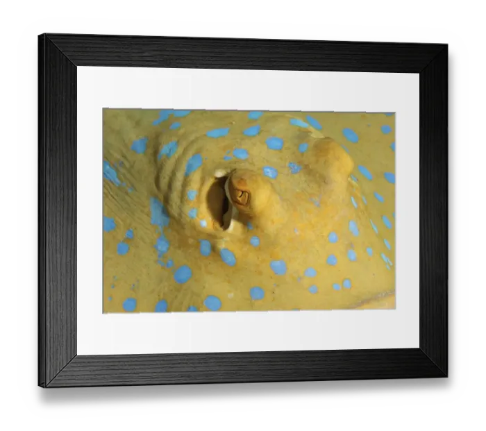 Framed Print : african, animals, aquatic, bodies, body, close, close-ups, closeup, closeups, detail Framed Print : african, animals, aquatic, bodies, body, close, close-ups, closeup, closeups, detail