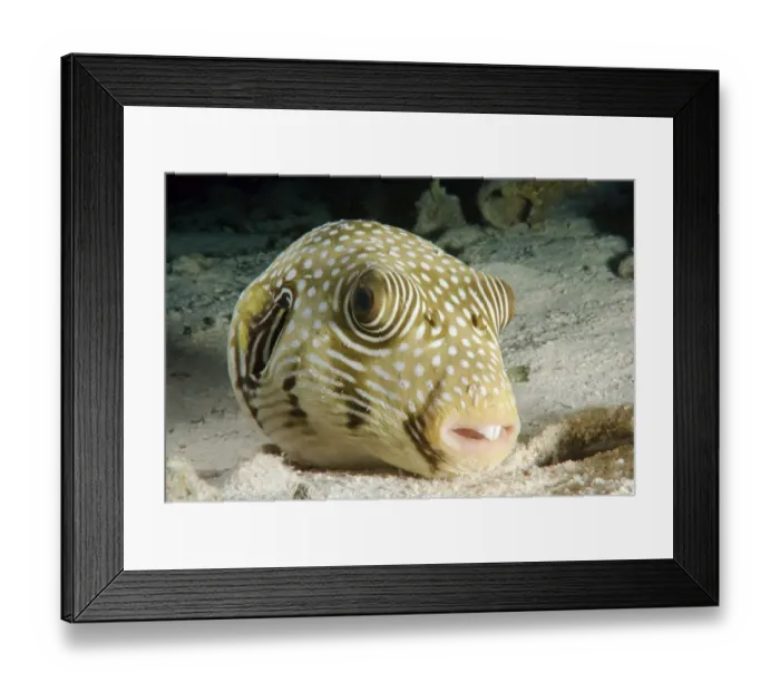 Framed Print : actinopterygii, african, animals, aquatic, blowfish, bodies, body, bony, egyptian Framed Print : actinopterygii, african, animals, aquatic, blowfish, bodies, body, bony, egyptian