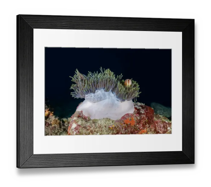 Framed Print : actiniaria, amphiprion nigripes, amphiprion, anthozoa, clownfish, cnidaria, heteractis magnifica Framed Print : actiniaria, amphiprion nigripes, amphiprion, anthozoa, clownfish, cnidaria, heteractis magnifica