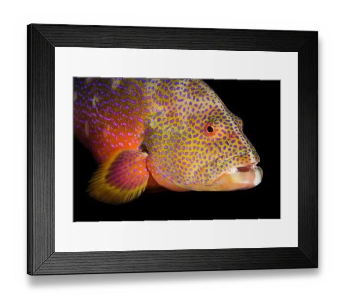 Framed Print : african, cropped, epinephelinae, mail-cheeked fish, marine animal, marine fish, natural environment Framed Print : african, cropped, epinephelinae, mail-cheeked fish, marine animal, marine fish, natural environment