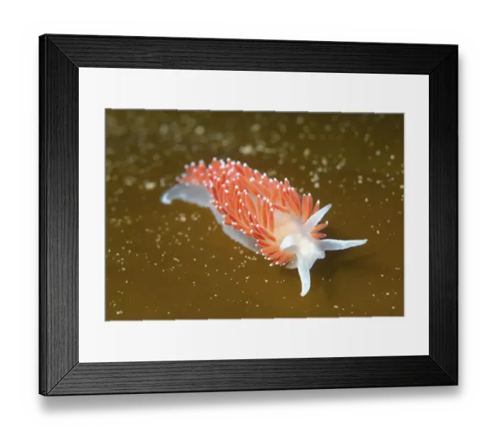 Framed Print : Red-finger Aeolis -Flabellina verrucosa-, Sea of Japan, Russia Framed Print : Red-finger Aeolis -Flabellina verrucosa-, Sea of Japan, Russia
