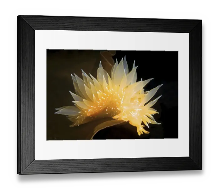 Framed Print : Dirona pellucida sea slug, Sea of Japan, Russia