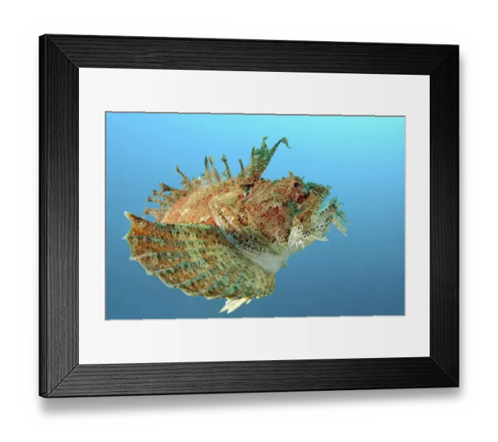 Framed Print : Sea Raven -Hemitripterus villosus-, Sea of Japan, Primorsky Krai, Russia Framed Print : Sea Raven -Hemitripterus villosus-, Sea of Japan, Primorsky Krai, Russia