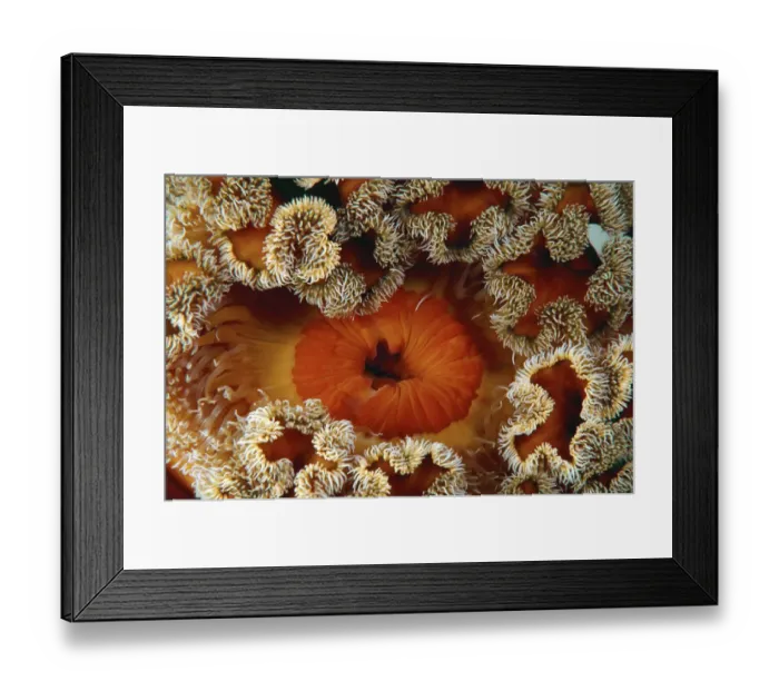 Framed Print : Red senile anemone, Plumose anemone or Frilled anemone -Metridium senile-, Japan Sea, Primorsky Krai, Russian Federation, Far East