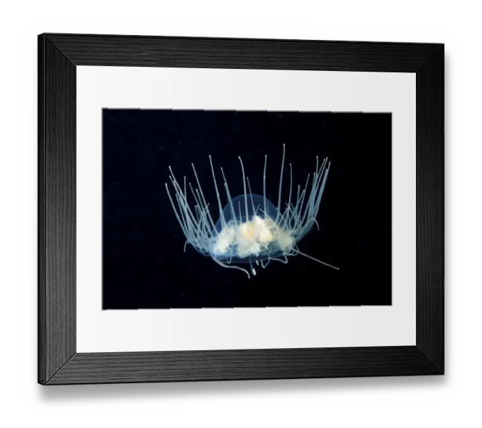Framed Print : Clinging Jellyfish (Gonionemus vertens) Framed Print : Clinging Jellyfish (Gonionemus vertens)