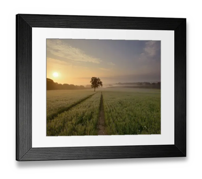 Framed Print : Flax field at dawn Framed Print : Flax field at dawn