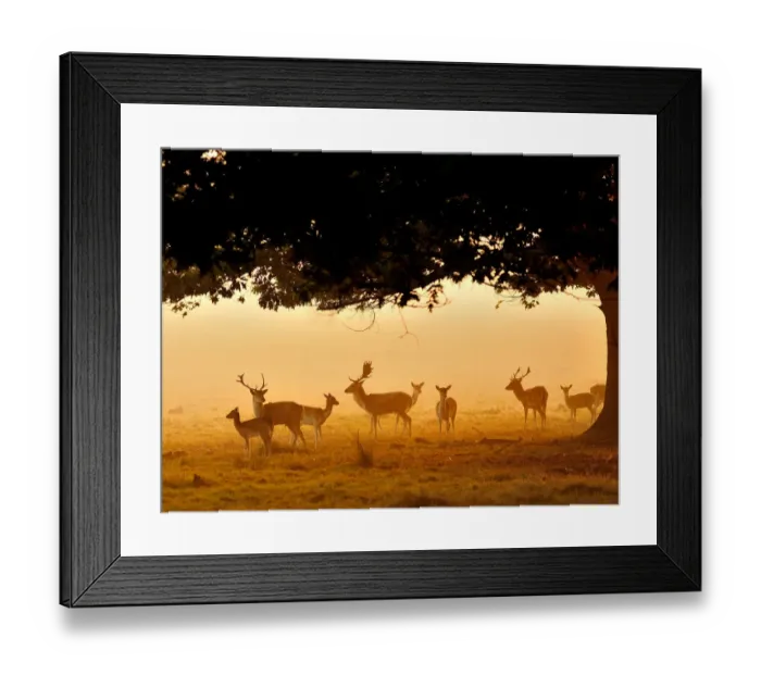 Framed Print : Fallow Deer Framed Print : Fallow Deer