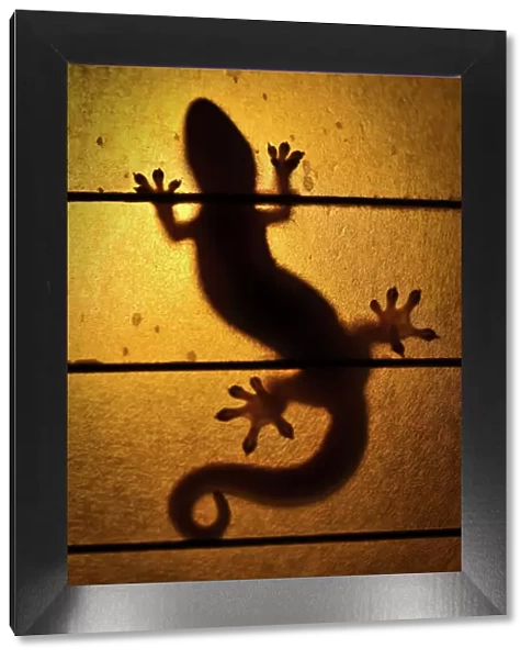 Backlit Gecko, Hawaii