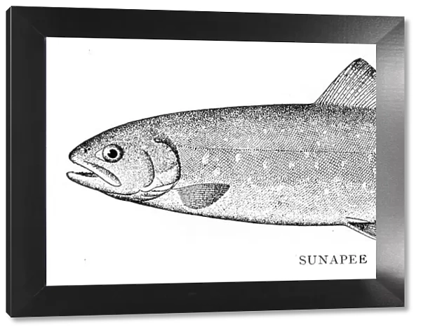 Snapee trout engraving 1898