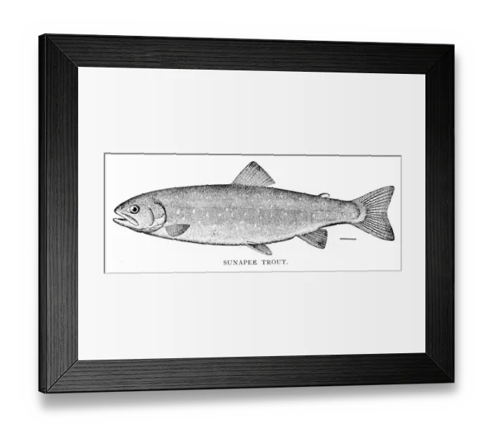 Framed Print : Snapee trout engraving 1898 Framed Print : Snapee trout engraving 1898