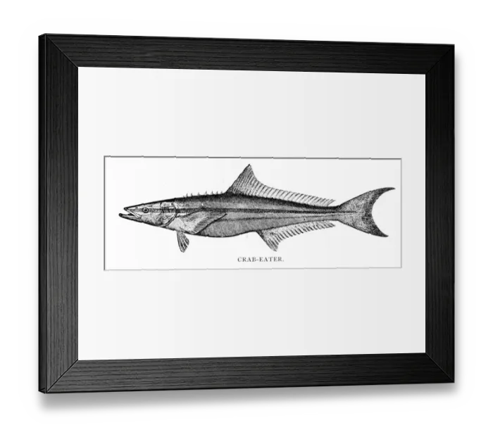 Framed Print : Crab- eater fish engraving 1898 Framed Print : Crab- eater fish engraving 1898