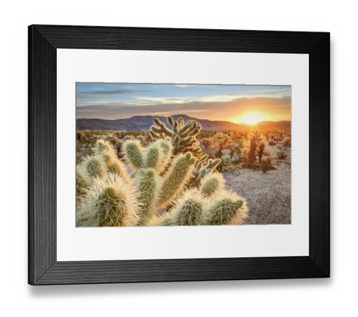 Framed Print : Cholla luminance Framed Print : Cholla luminance