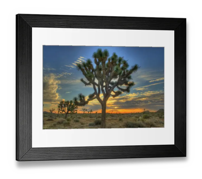 Framed Print : Joshua Tree at Sunrise