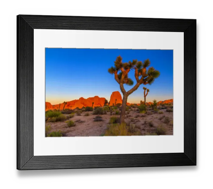 Framed Print : Joshua Tree National Park, California Framed Print : Joshua Tree National Park, California