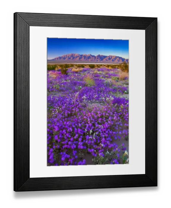 Framed Print : Joshua Tree National Park, California Framed Print : Joshua Tree National Park, California