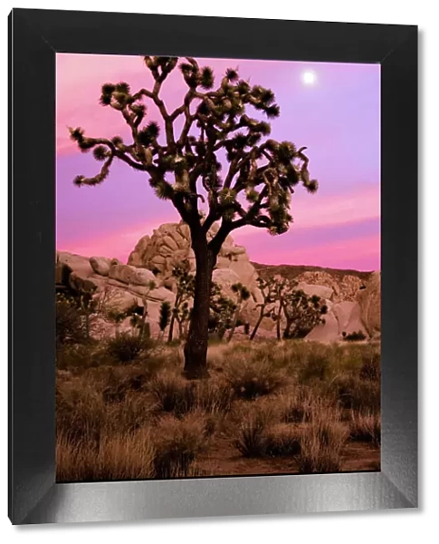 Full moon and a Joshua tree against a pink sky