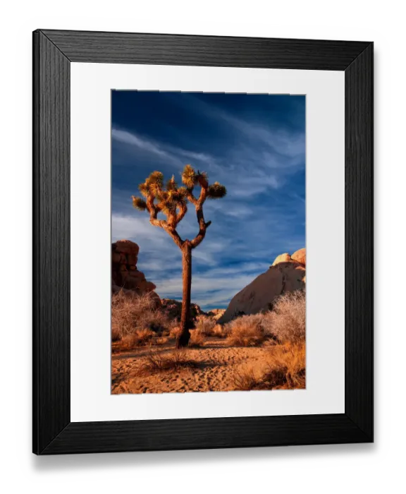 Framed Print : Joshua Tree Sunset Framed Print : Joshua Tree Sunset