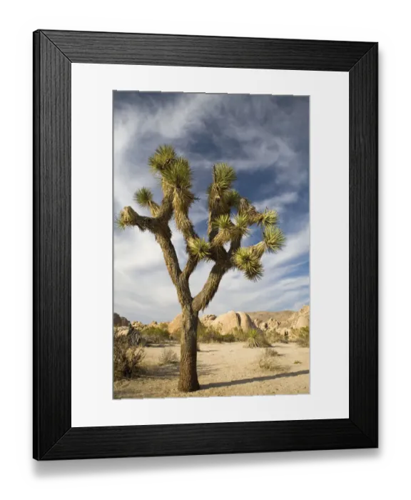 Framed Print : Vertical, Nobody, Unknown, Outdoors, Day, Sky, Cloud, Sunlight, Desert, Joshua Tree Framed Print : Vertical, Nobody, Unknown, Outdoors, Day, Sky, Cloud, Sunlight, Desert, Joshua Tree