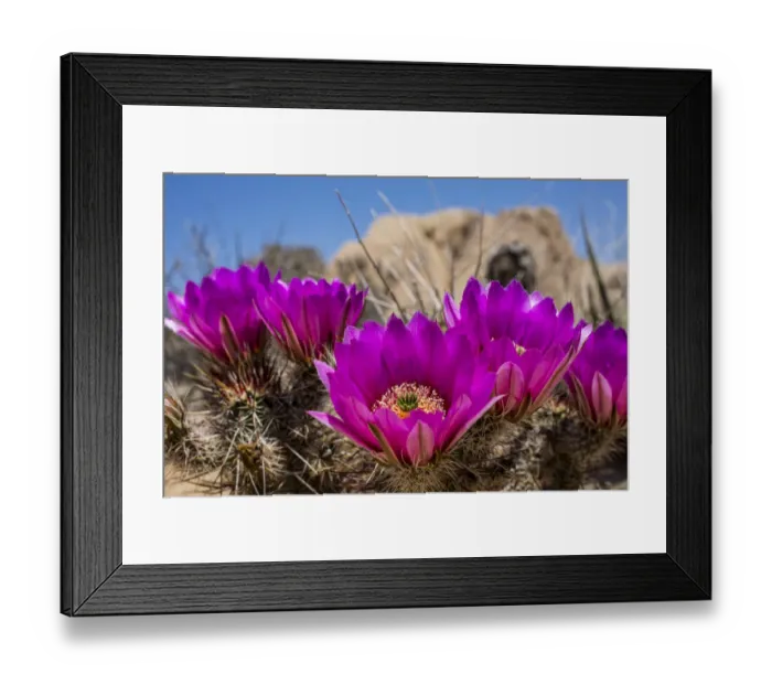 Framed Print : Cactus flowers