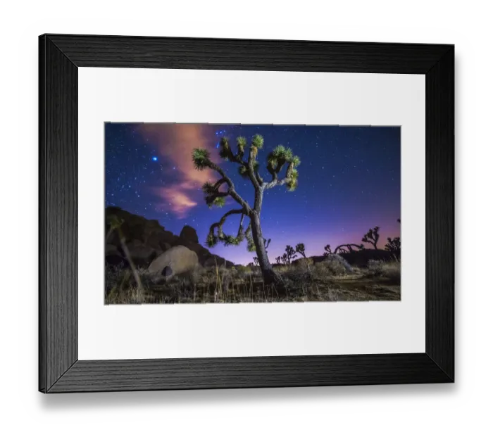 Framed Print : Joshua Tree Framed Print : Joshua Tree