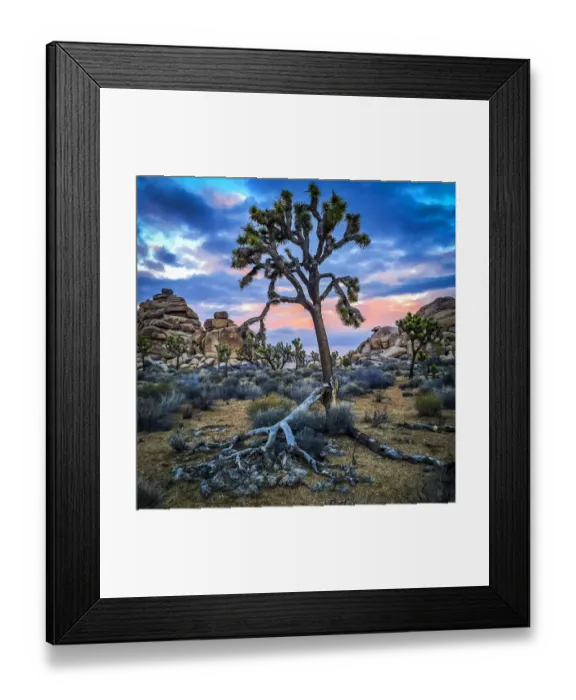 Framed Print : Joshua Tree Framed Print : Joshua Tree