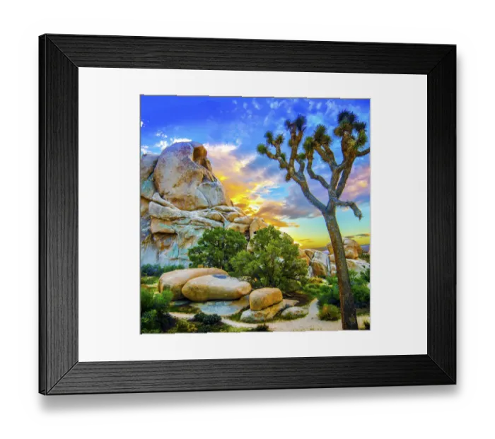 Framed Print : Joshua Tree Framed Print : Joshua Tree