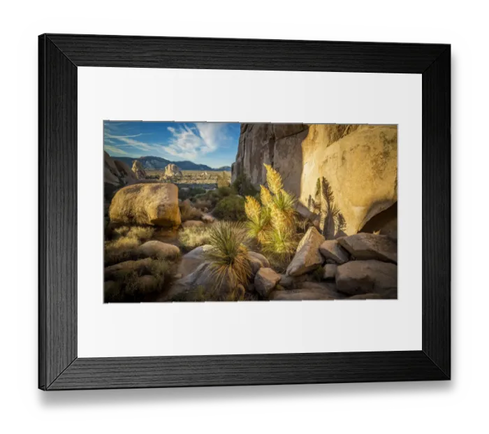 Framed Print : Joshua Tree Framed Print : Joshua Tree