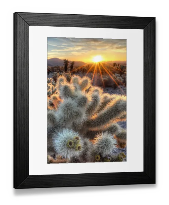 Framed Print : Chollas Cactus Sunrise Framed Print : Chollas Cactus Sunrise