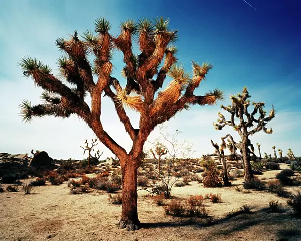 Joshua Tree in desert