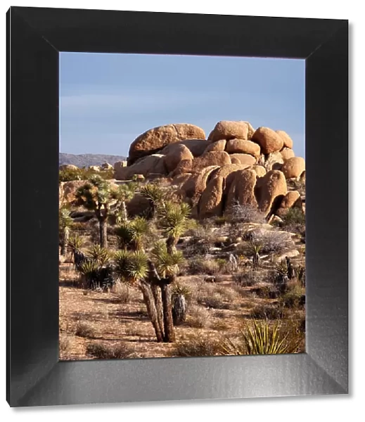 Typical Mojave desert scenery of Joshua Tree