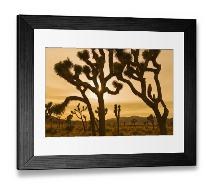 Framed Print : silhouette, desert, scenics, sunset, joshua tree, sunlight, landscape, remote, travel Framed Print : silhouette, desert, scenics, sunset, joshua tree, sunlight, landscape, remote, travel