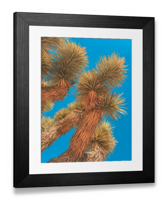 Framed Print : Upward view of Joshua Tree on sunny bright day Framed Print : Upward view of Joshua Tree on sunny bright day