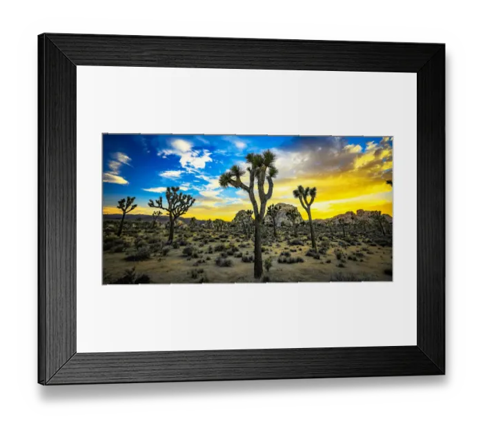 Framed Print : Joshua Tree