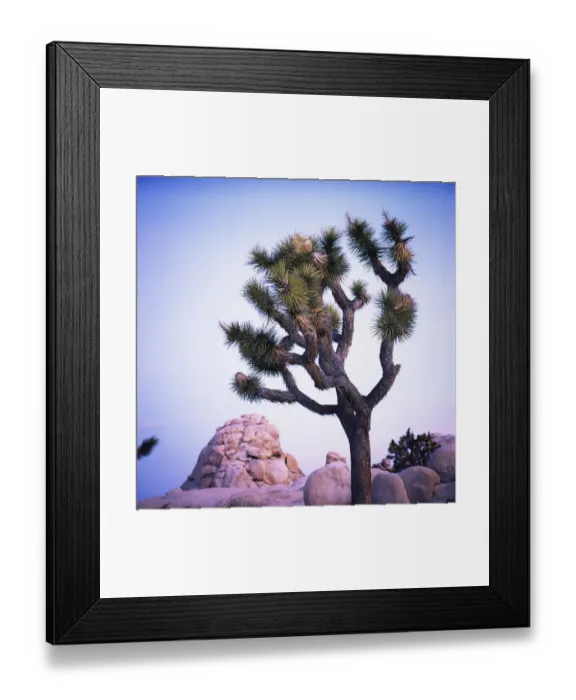 Framed Print : Joshua tree Framed Print : Joshua tree
