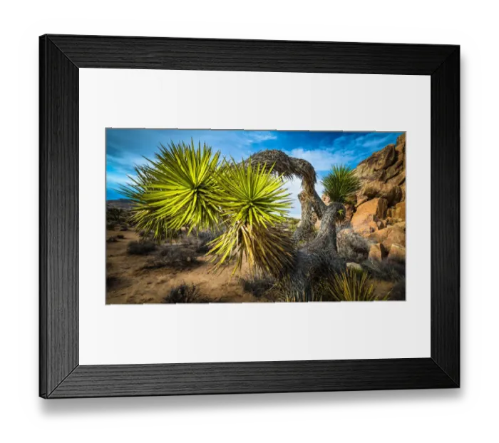 Framed Print : Artistic Bowing Joshua Tree Framed Print : Artistic Bowing Joshua Tree