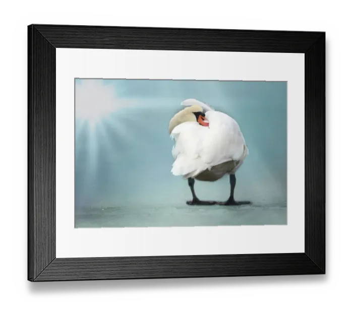 Framed Print : atmospheric, aves, backlit, cold, cygnini, cygnus olor, danish, danmark, delicate