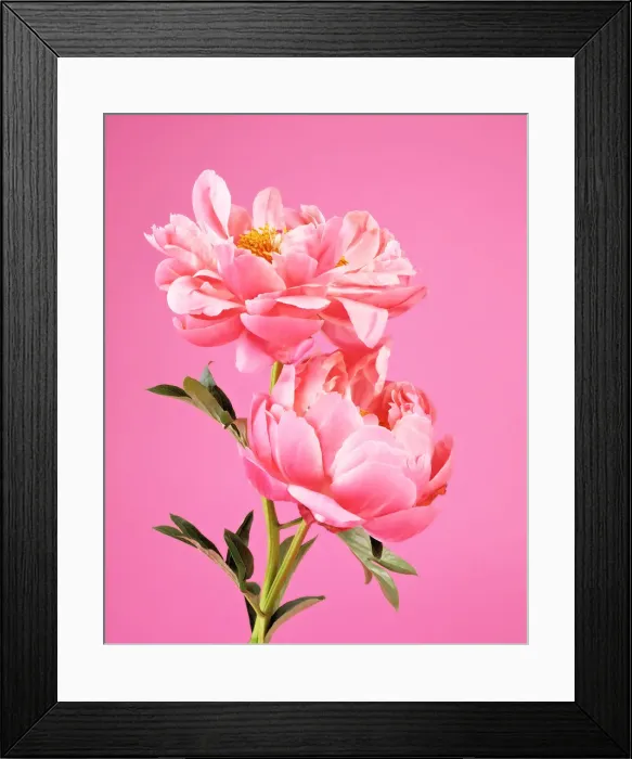 Framed Print : Two pink peonies on pink background Framed Print : Two pink peonies on pink background
