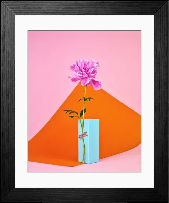 Framed Print : Pink peony in bloom Framed Print : Pink peony in bloom