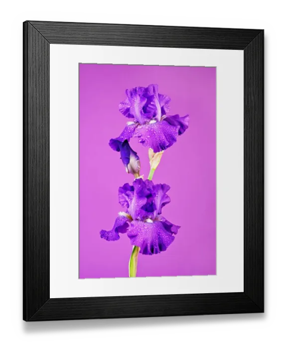 Framed Print : Purple Bearded Iris Framed Print : Purple Bearded Iris