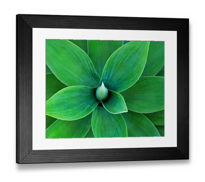 Framed Print : Agave. Full frame close up shot shot of agave plant