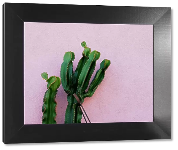 Cactus. cactus outdoors against a pink stucco wall