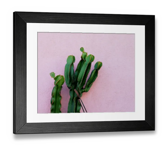 Framed Print : Cactus. cactus outdoors against a pink stucco wall Framed Print : Cactus. cactus outdoors against a pink stucco wall