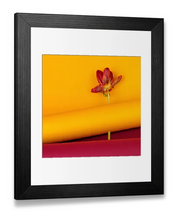 Framed Print : tulip on yellow Framed Print : tulip on yellow