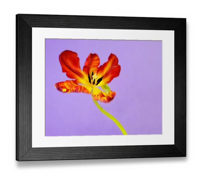 Framed Print : tulip on purple