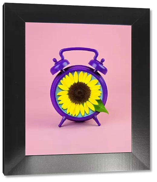 Purple alarm clock with sunflower face